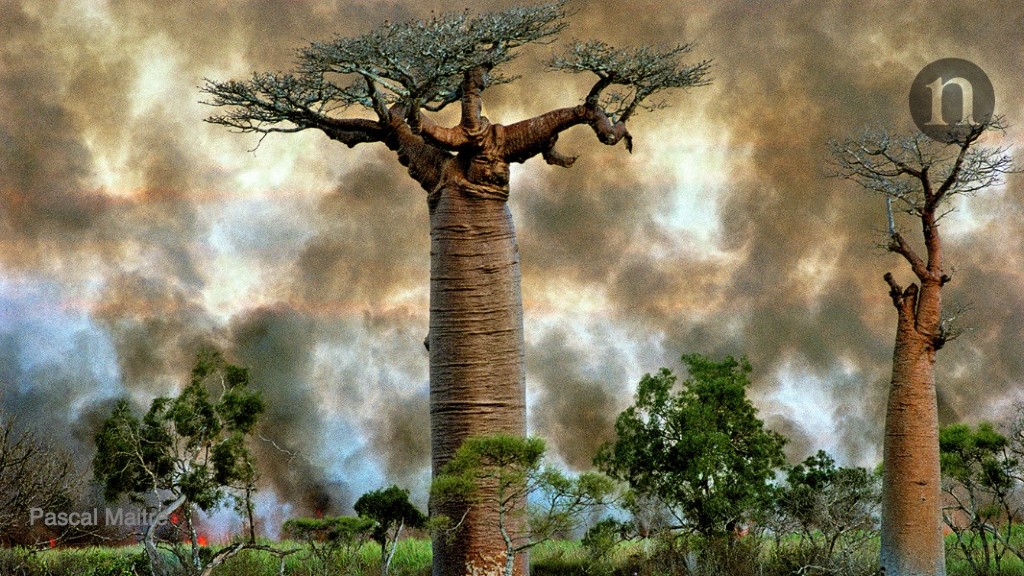Rapporto Wwf, allarme deforestazione in Madagascar